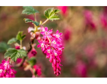 Rode ribes King Edward VII - Ribes sanguineum King Edward VII
