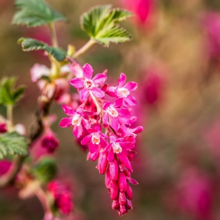 Blutjohannisbeere King Edward VII - Ribes sanguineum King Edward VII