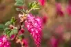 Ribes sanguineum King Edward VII