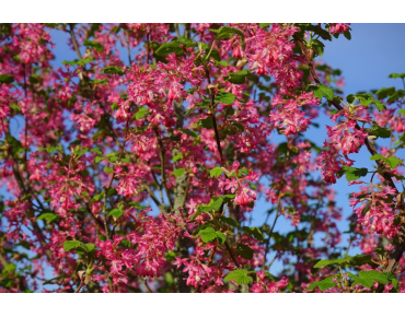 Ribes sanguineum King Edward VII