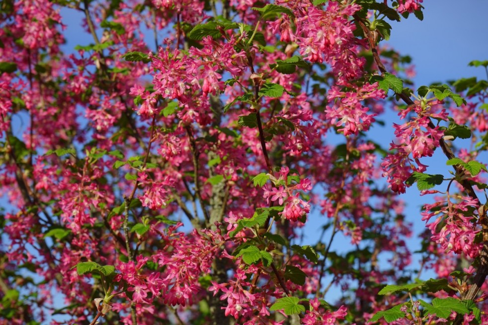 Ribes sanguineum King Edward VII