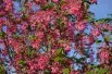 Ribes sanguineum King Edward VII