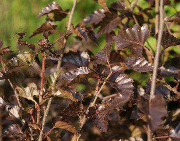 Bouleau pourpre (en pot de...