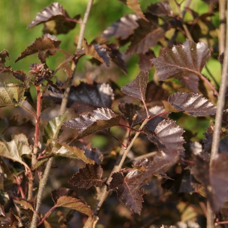 Bouleau pourpre - Betula Pendula Purpurea