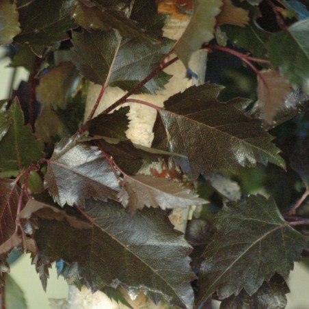 Purple Birch - Betula Pendula Purpurea