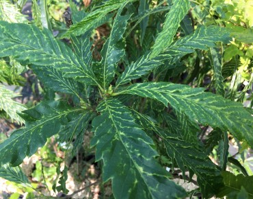 Castanea sativa Aspleniifolia - Jardins du Monde.be