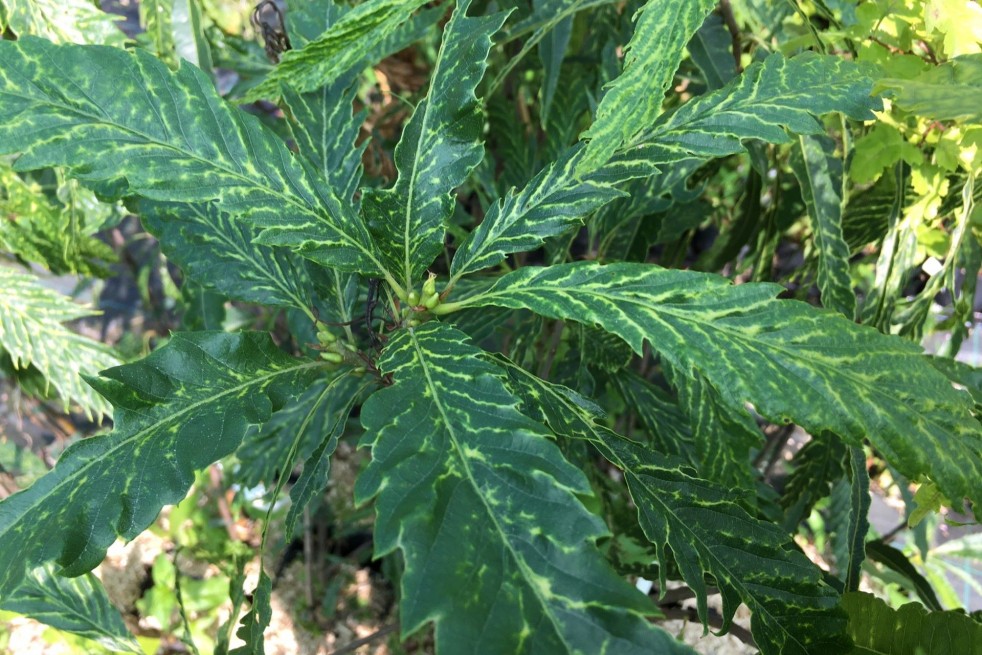 Castanea sativa Aspleniifolia - Jardins du Monde.be