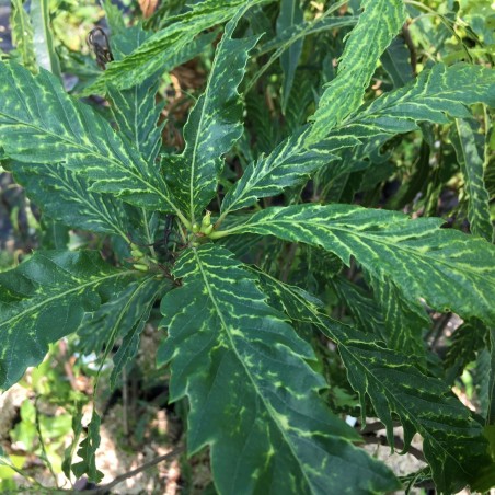 Castanea sativa Aspleniifolia - Jardins du Monde.be