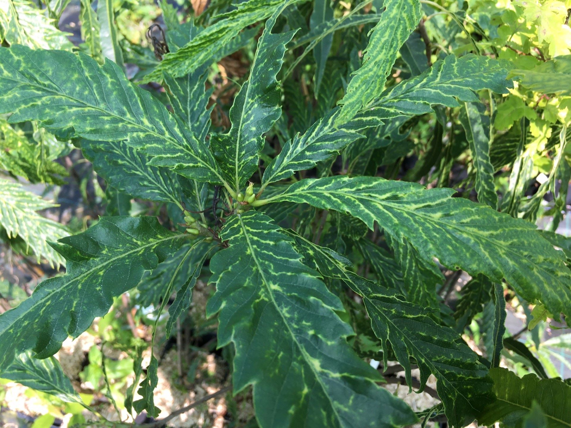 Sweet chestnut Aspleniifolia