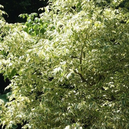 Variegated Ash-leaved Maple - Acer negundo Variegatum - 10 liter pot