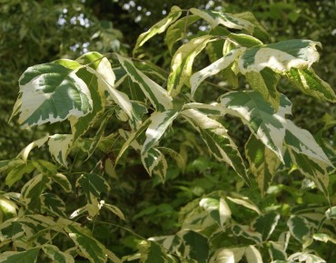 Variegated Ash-leaved Maple