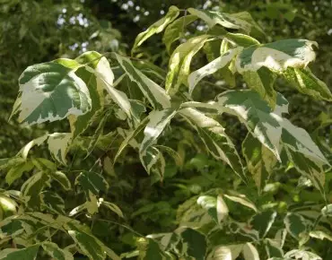 Variegated Ash-leaved Maple