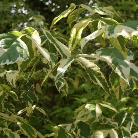 Érable à feuille de frêne panaché - Acer negundo Variegatum - pot 10 L