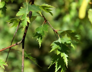 Betula pendula Laciniata - Сарапулов, CC BY-SA 4.0, via Wikimedia Commons