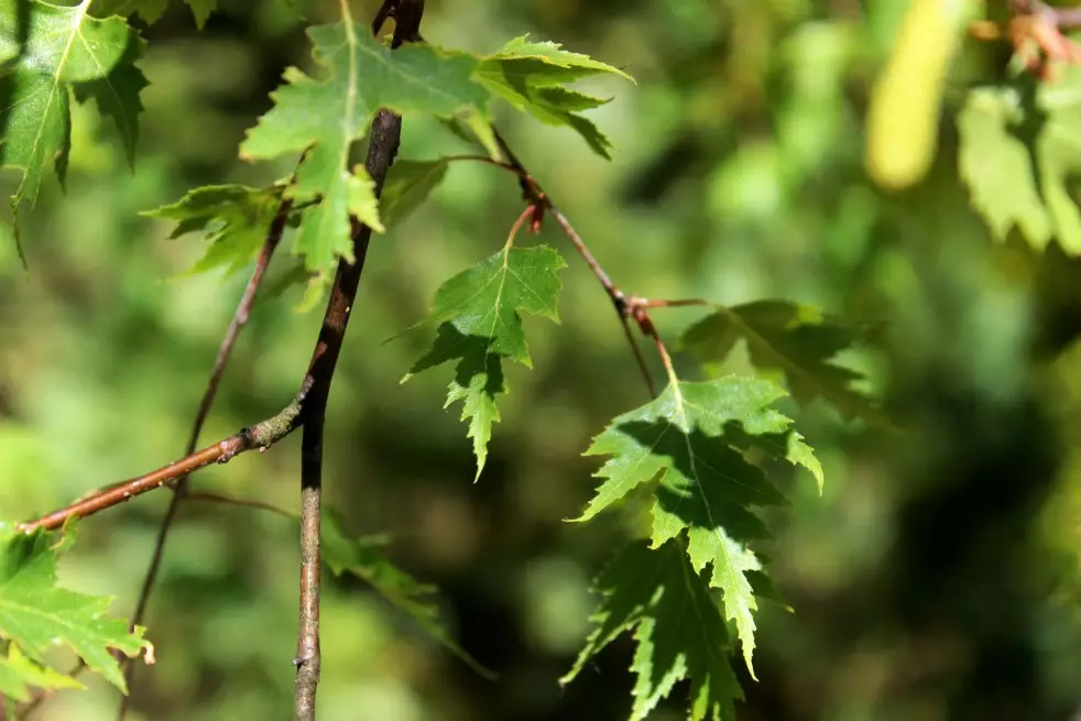 Betula pendula Laciniata - Сарапулов, CC BY-SA 4.0, via Wikimedia Commons