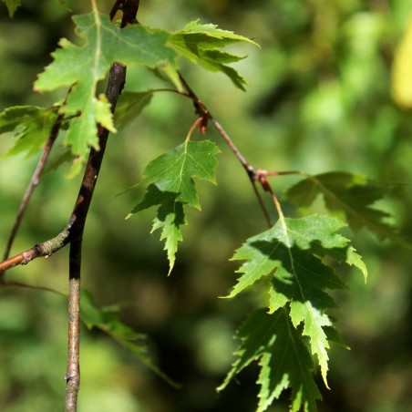 Betula pendula Laciniata - Сарапулов, CC BY-SA 4.0, via Wikimedia Commons