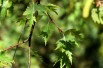 Betula pendula Laciniata - Сарапулов, CC BY-SA 4.0, via Wikimedia Commons