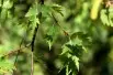 Betula pendula Laciniata - Сарапулов, CC BY-SA 4.0, via Wikimedia Commons