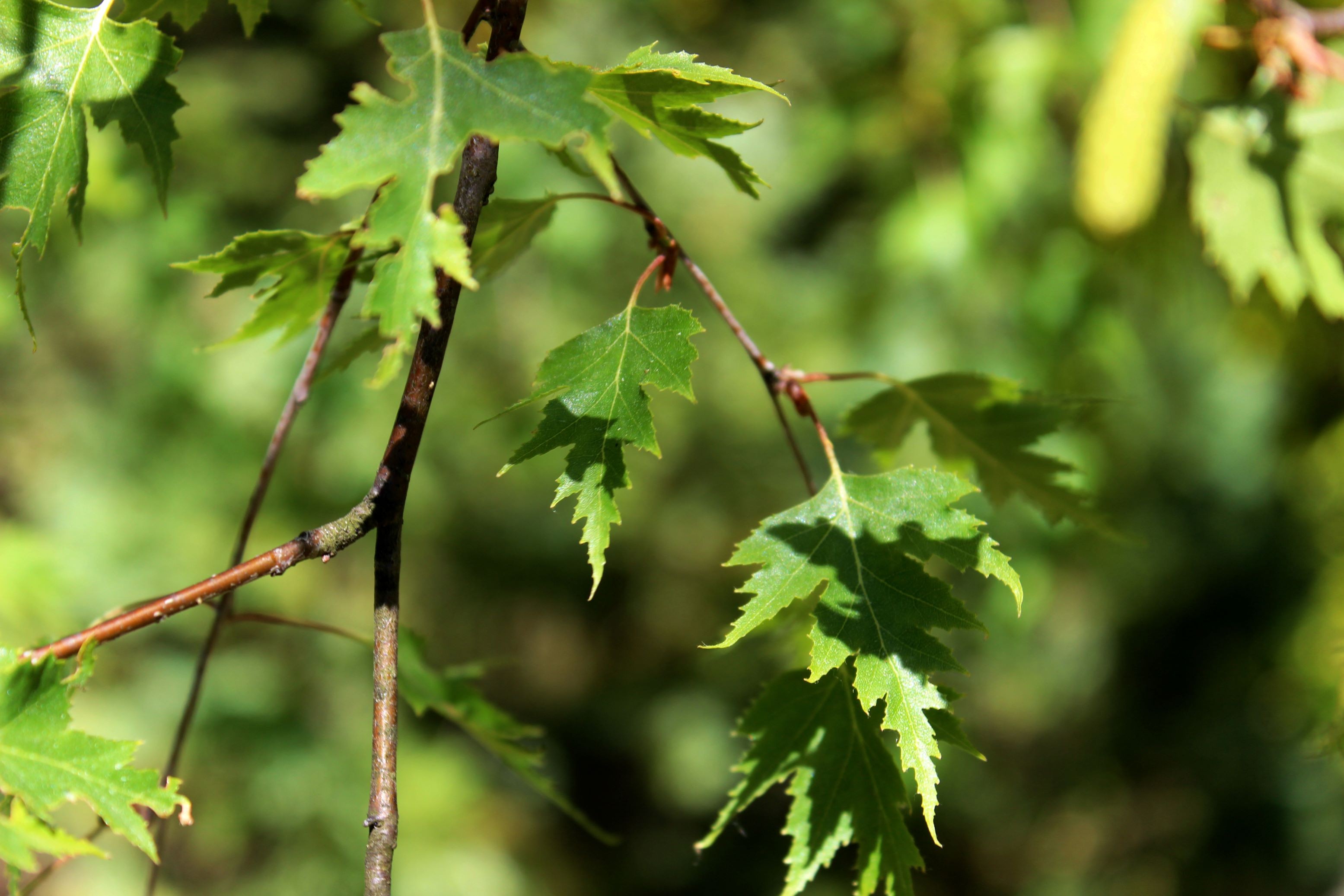 Cutleaf Weeping Birch