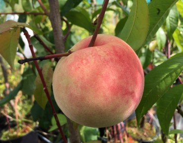Peach Bénédicte