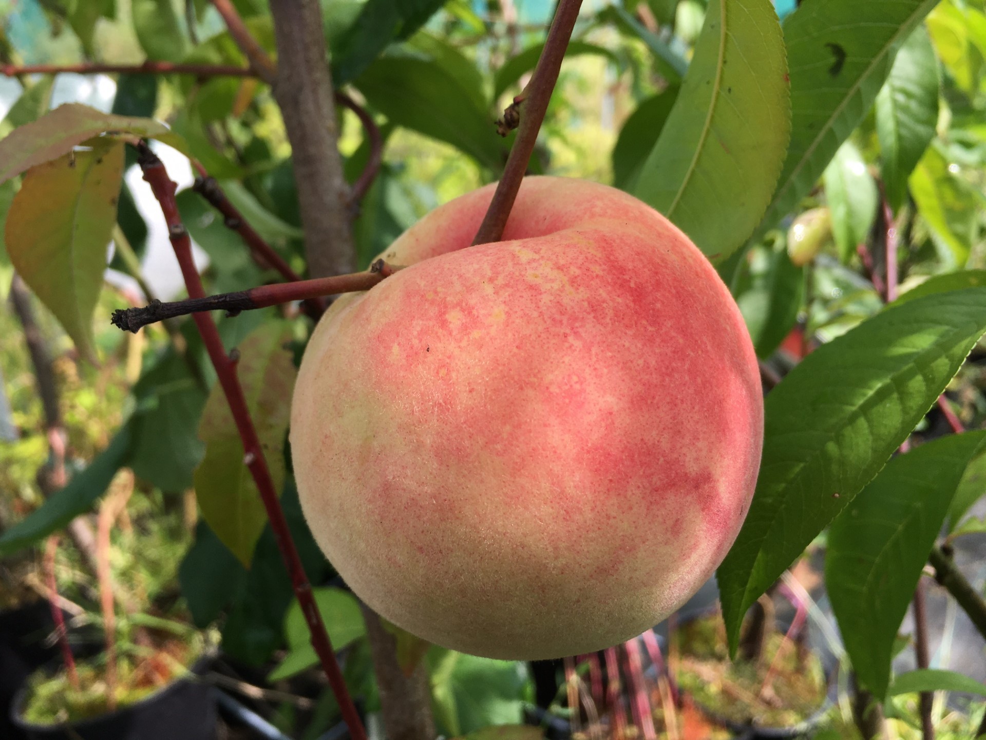 Peach Bénédicte