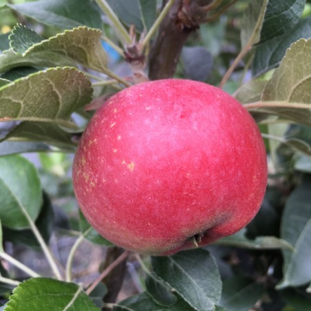 Pommier Rosette® - Malus domestica Rosette®