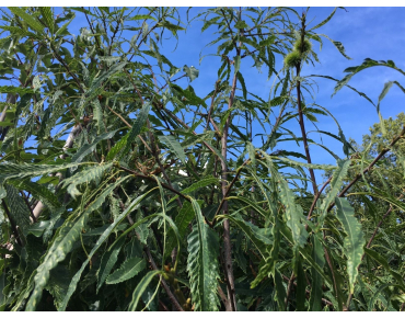 Fijnbladige tamme kastanje - Castanea sativa Aspleniifolia