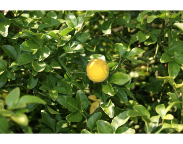 Citronnier du nord - Poncirus Trifoliata