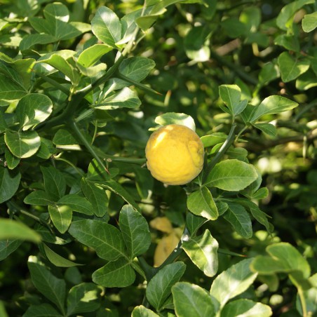 Trifoliate Orange  - Poncirus Trifoliata