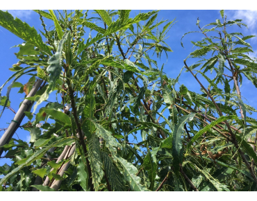 Sweet chestnut Aspleniifolia - Castanea sativa Aspleniifolia