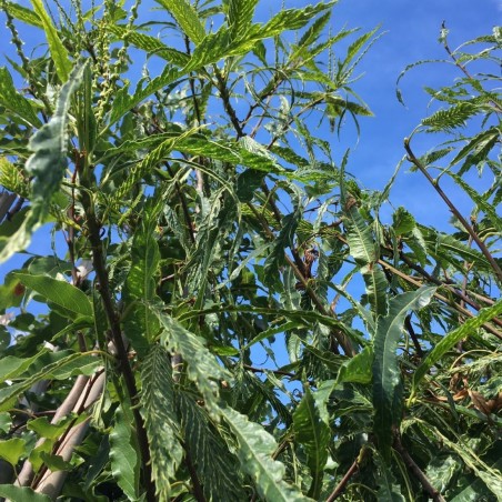 Châtaignier à feuilles de fougère - Castanea sativa Aspleniifolia