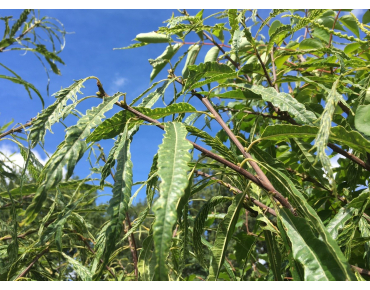 Châtaignier à feuilles de fougère - Castanea sativa Aspleniifolia