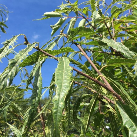 Châtaignier à feuilles de fougère - Castanea sativa Aspleniifolia