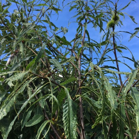 Châtaignier à feuilles de fougère - Castanea sativa Aspleniifolia