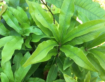 Shingle oak