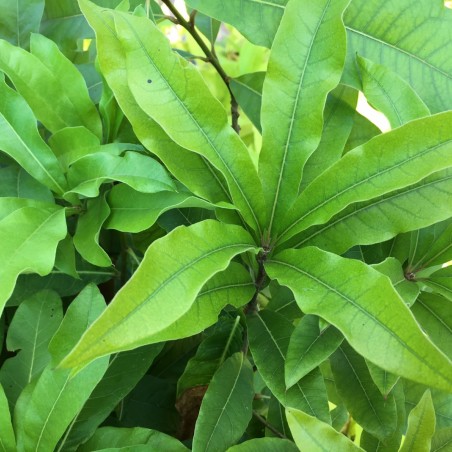 Shingle oak - Quercus imbricaria