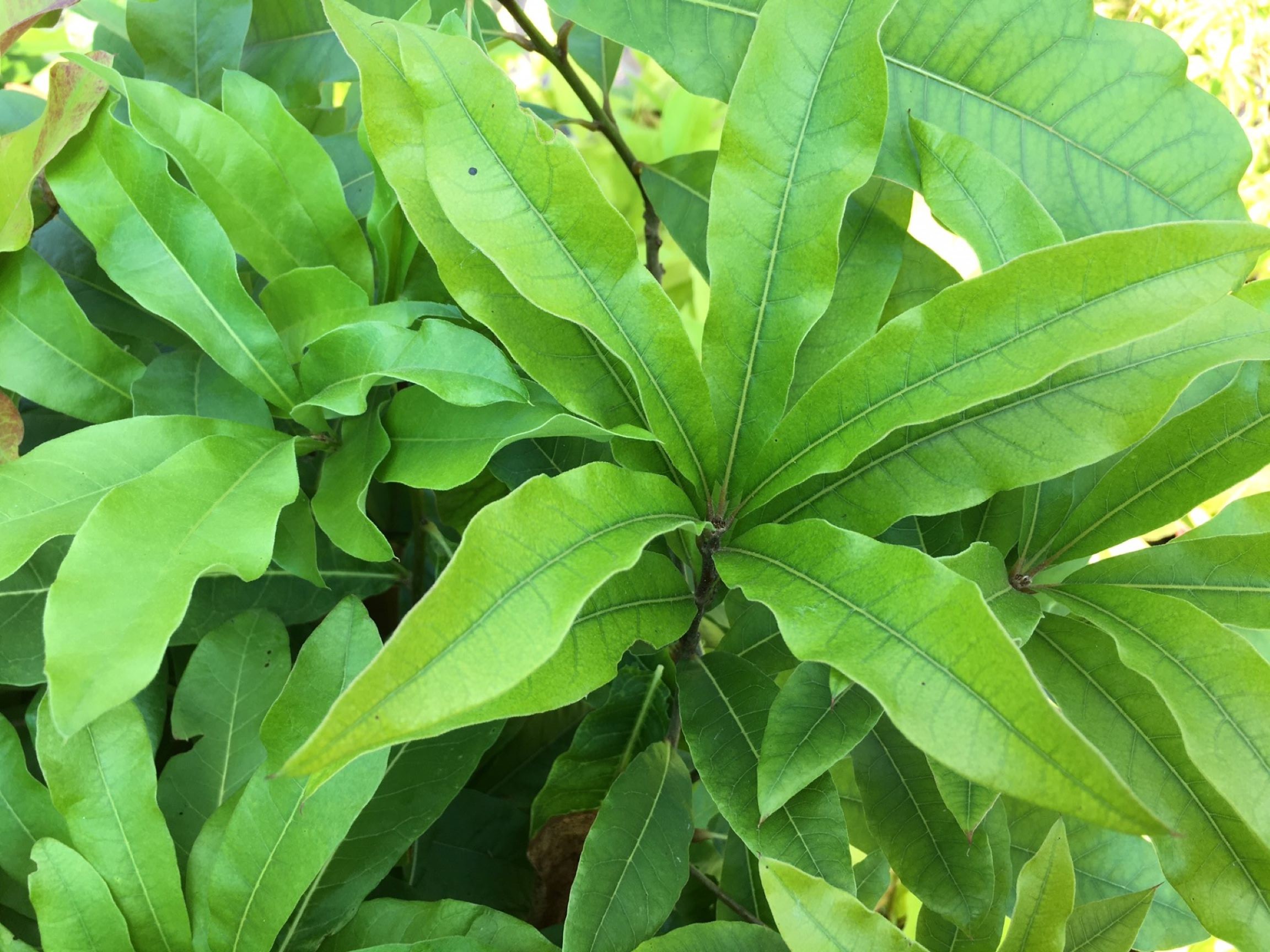 Chêne à feuilles de laurier