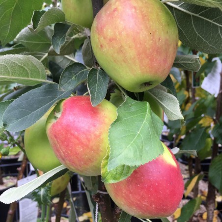 Pommier colonnaire Redcats - Malus domestica Redcats