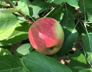 Columnar apple tree Redcats