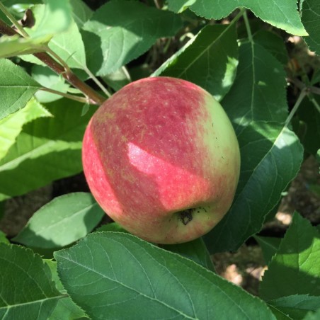 Redcats zuilvormige appelboom - Malus domestica Redcats