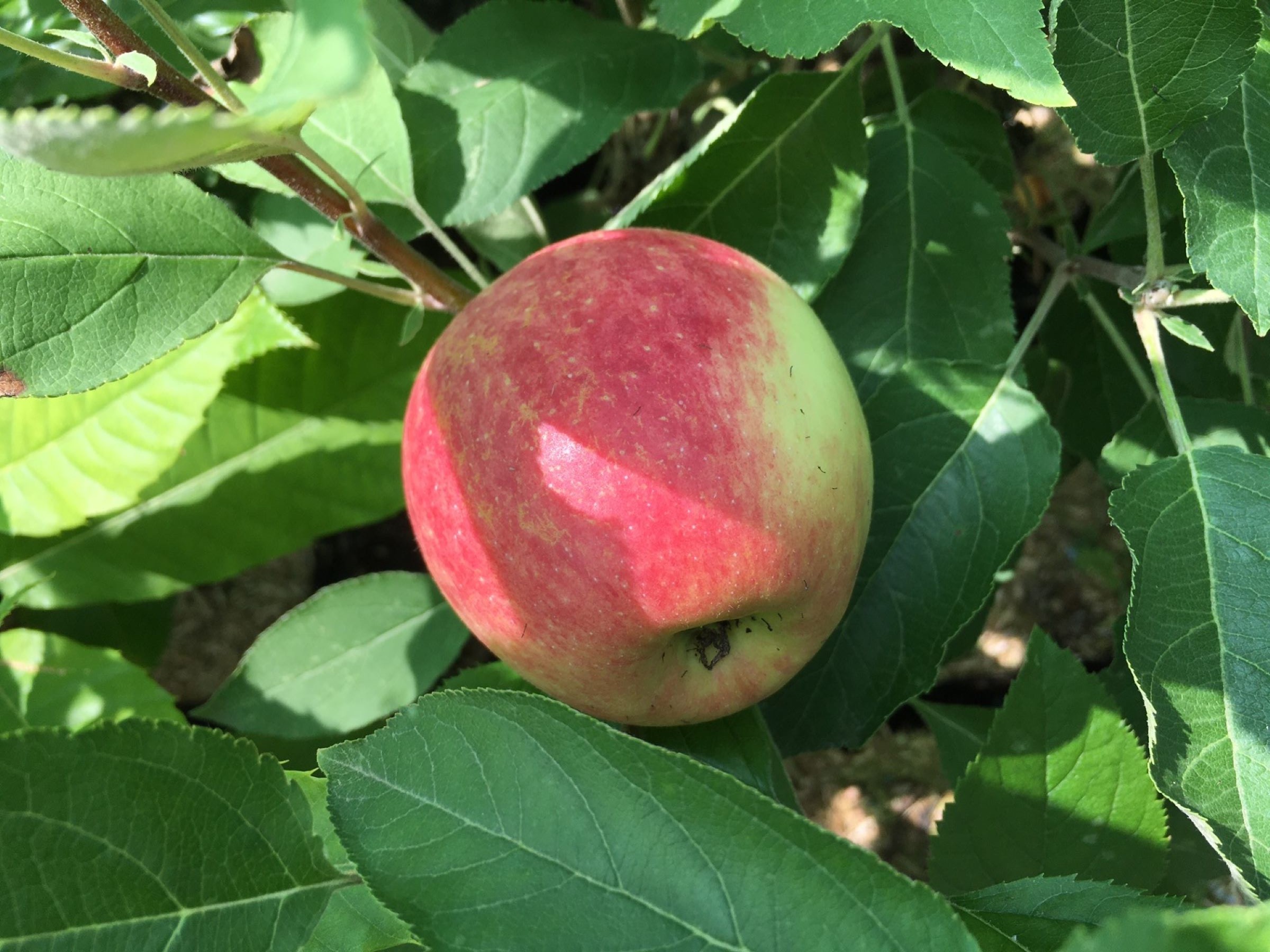 Columnar apple tree Redcats