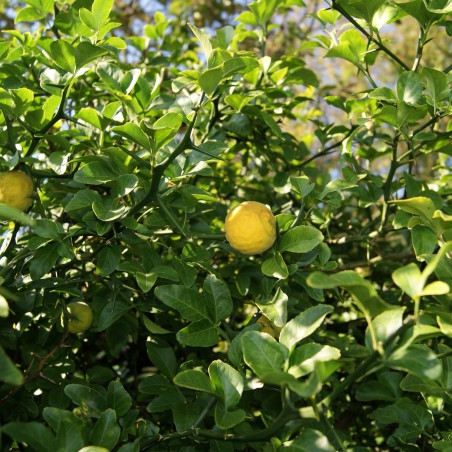 Citronnier du nord - Poncirus Trifoliata