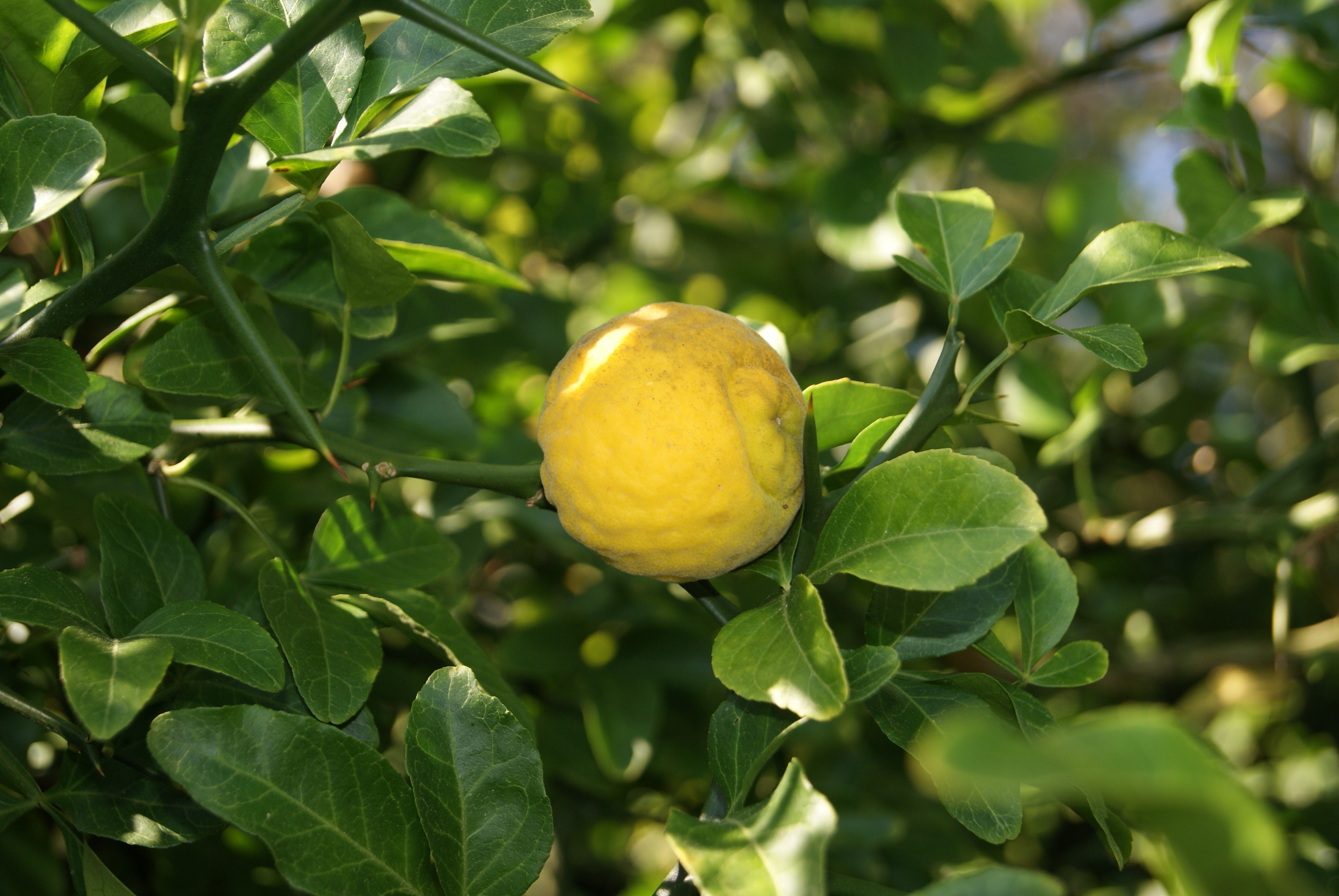 Trifoliate Orange