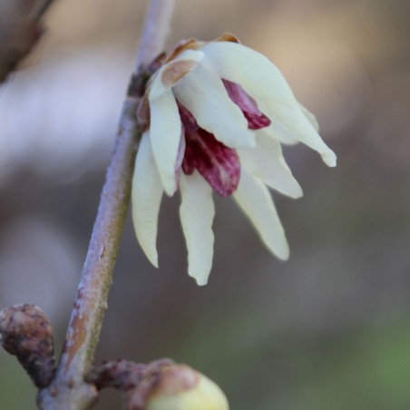 Chinesische Winterblüte Chimonanthus Praecox