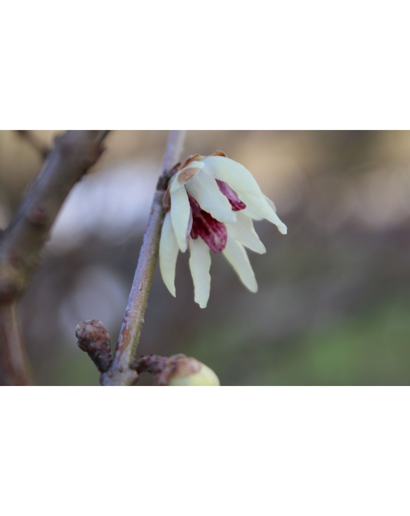 Chinesische Winterblüte Chimonanthus Praecox