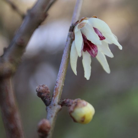 Chinesische Winterblüte Chimonanthus Praecox