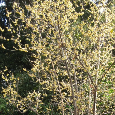 Chimonanthe précoce - Chimonanthus Praecox
