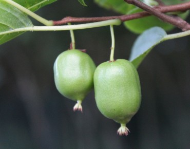 Kiwibeere Issaï selbstfruchtbare - Actinidia Arguta Issai