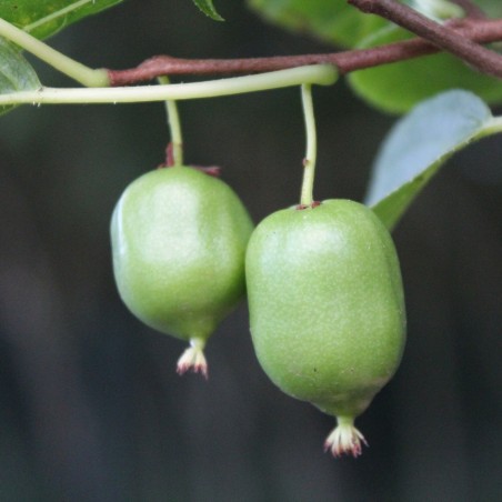 Kiwibeere Issaï selbstfruchtbare - Actinidia Arguta Issai