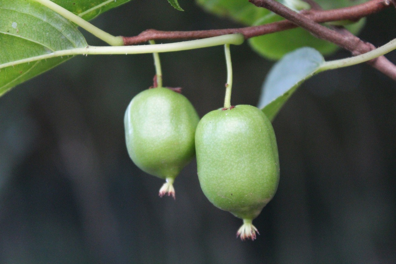 Kiwi Issaï selbstfruchtbare